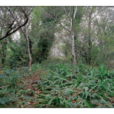 Wild garlic on the railway line at Ballynahinch | Courtesy of Lorraine Tuck / collection of works made along the old Galway Clifden railway line