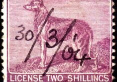 Dog Licence