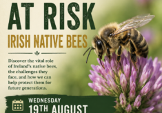 Talk on our Native Irish Bees