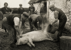 Christina O'Malley talking about killing the pig