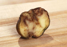 Where did the 'Potato Blight' originate?