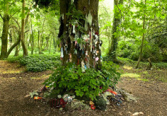 The Sacred Tree of Oughterard?