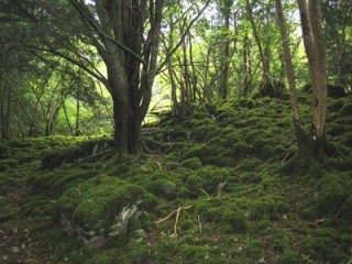 Ancient Natural Woodland
