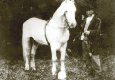 In Praise of Connemara Ponies
