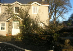 17th Century Trees Fall Foul to Winter Storms