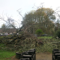 17th Century Trees Fall Foul to Winter Storms