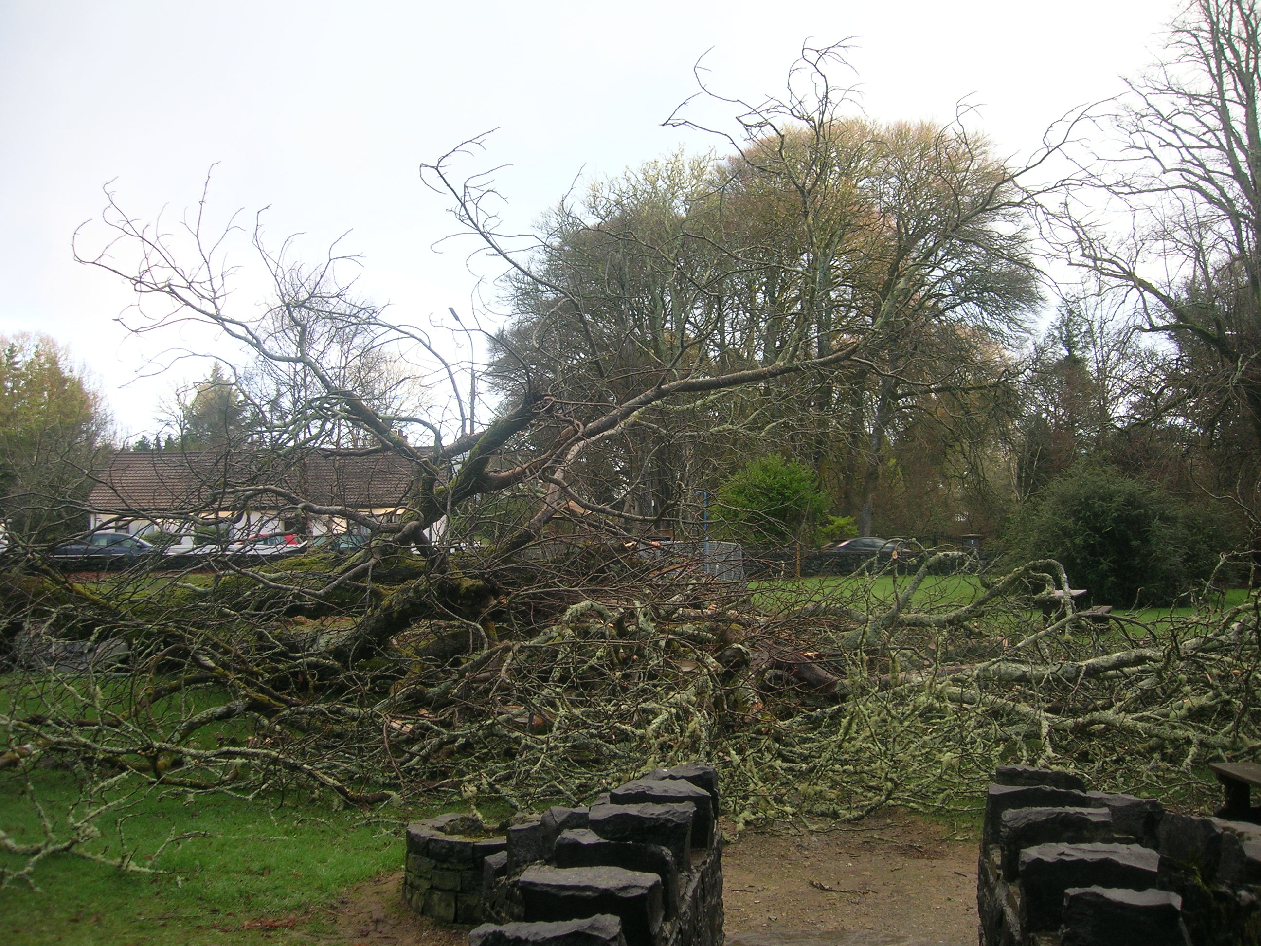 17th Century Trees Fall Foul to Winter Storms | Topics | Oughterard ...