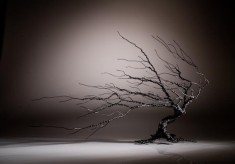 The Hawthorn - A Sacred Tree